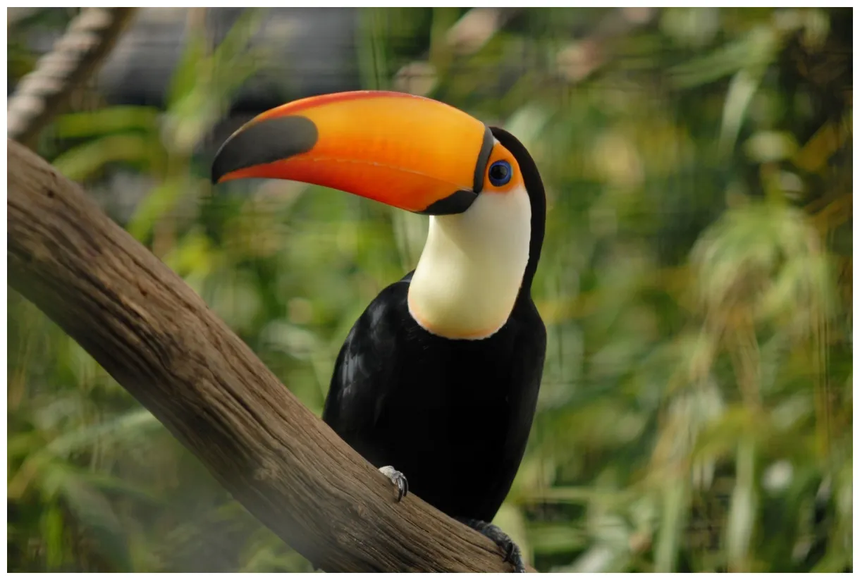 Facts about toucans what do toucans eat