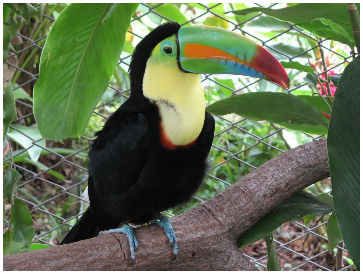 Keel billed toucan