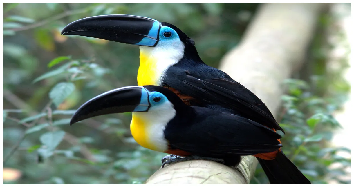 Fiche d'identité du toucan habitat, description, nourriture