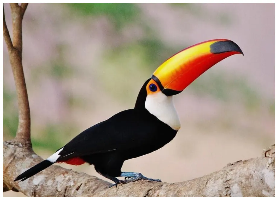 Toco toucan facts, habitat, diet, life cycle, pictures