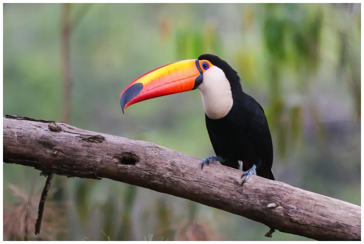 Plus de 300 s gratuites de toucan et de oiseau pixabay