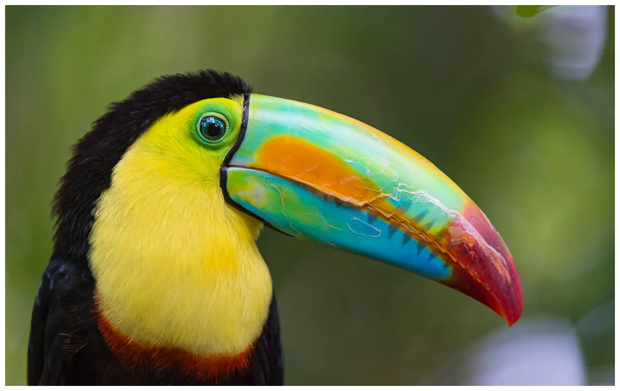 Toucan bird s, dream of toucan, #24575