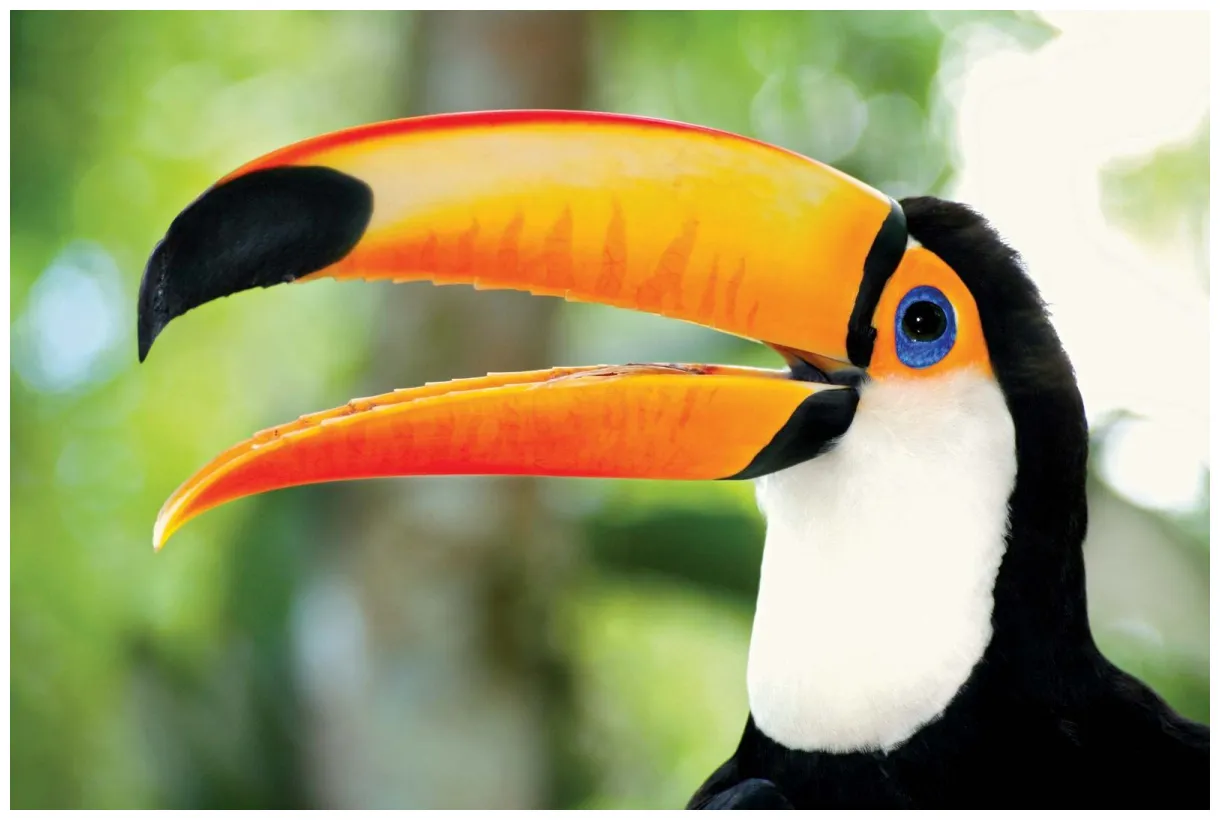 Toucan brightly colored bird of the neotropics britannica