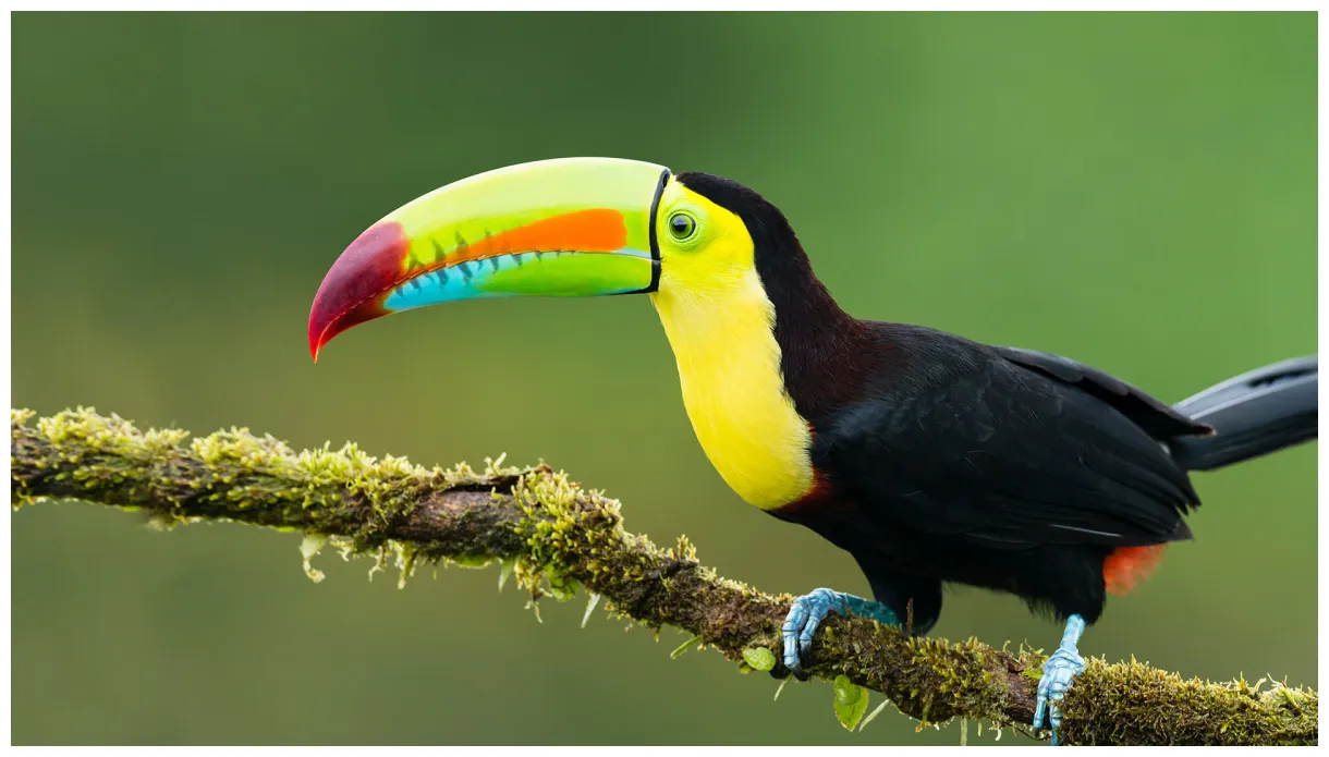 Toucan san diego zoo animals & plants printable coloring page