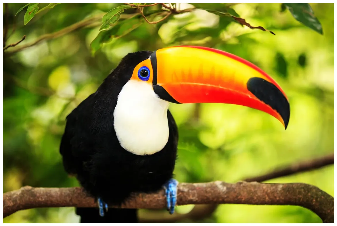 Toucans wild animals news & facts