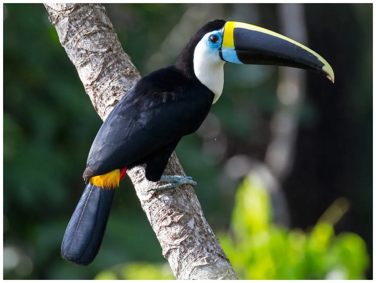 Toucan