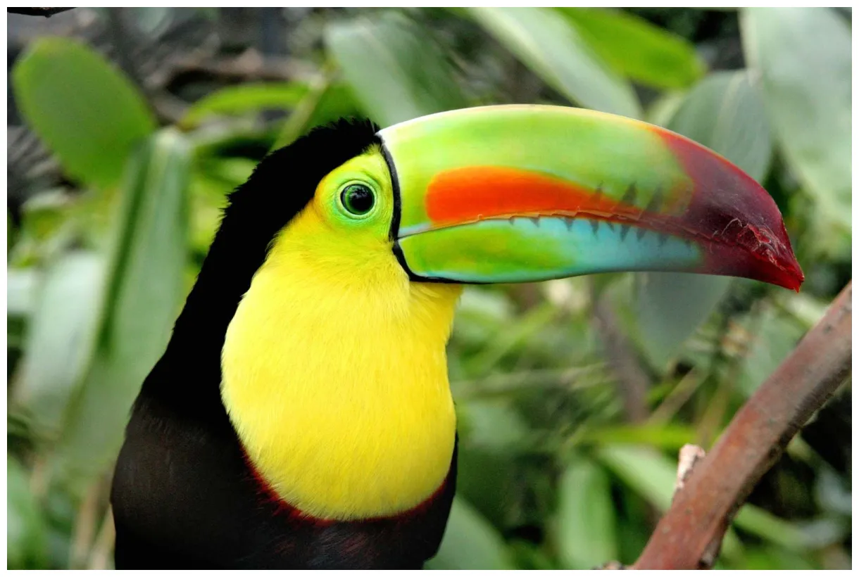 Toucan brightly colored bird of the neotropics britannica