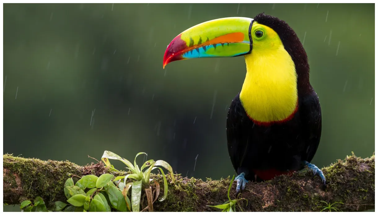 Toucan fact sheet blog nature pbs