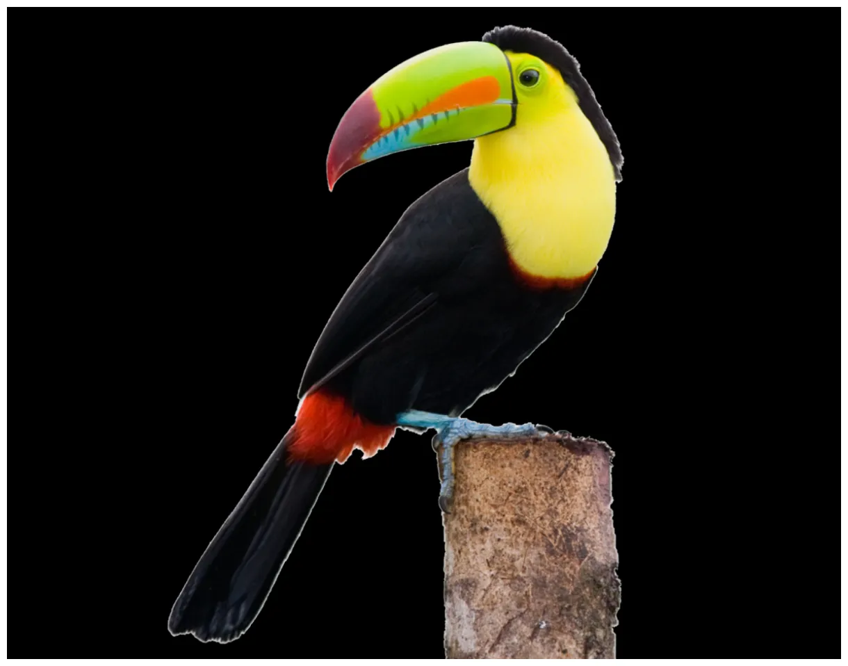 Toucan pretty bird
