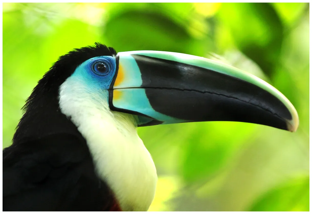 Stunning toucan a vibrant tropical beauty