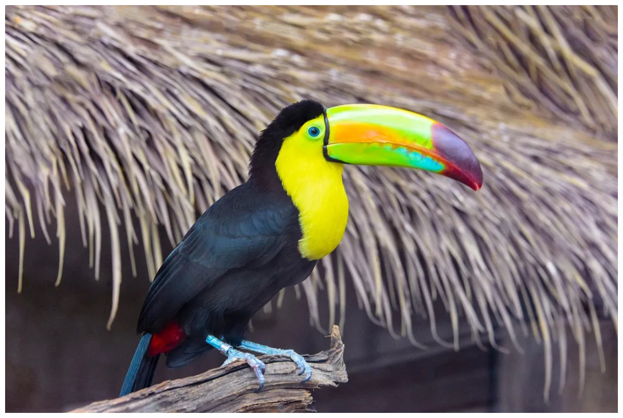 500+ free toucan & nature s pixabay