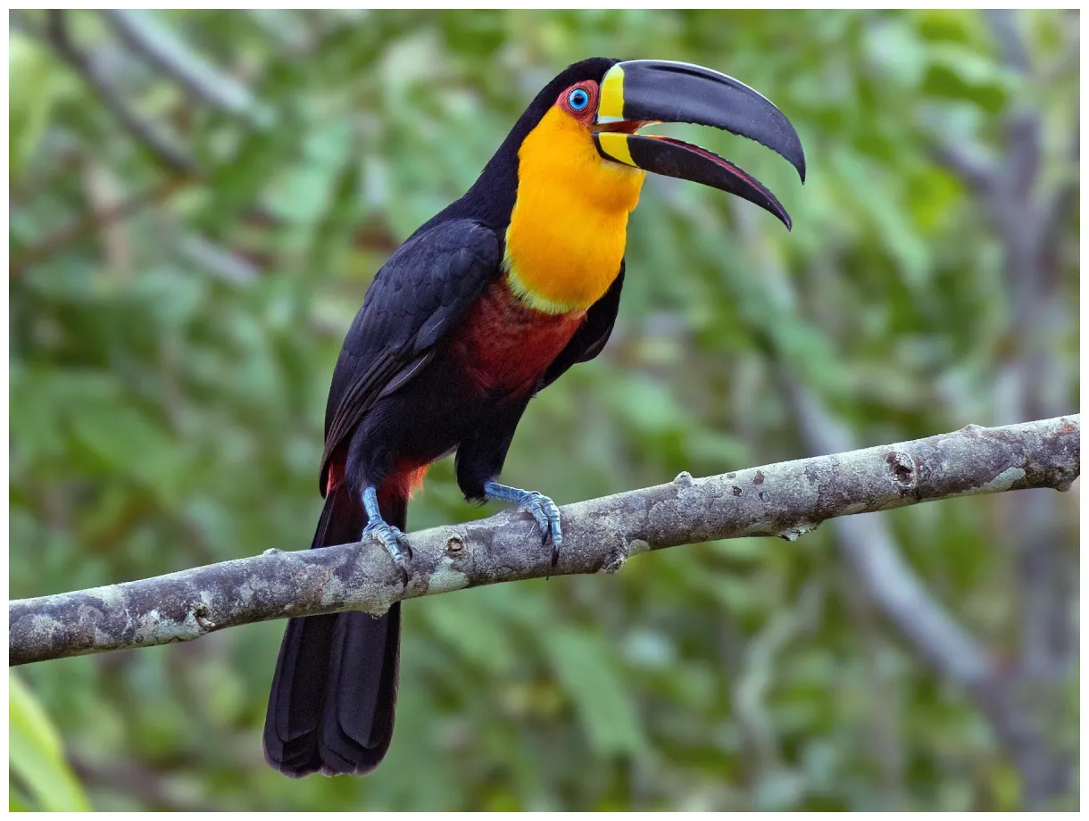 Channel billed toucan