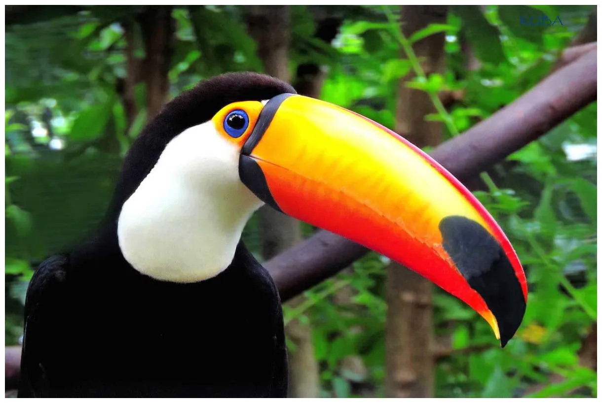 All about toucans taman safari bali