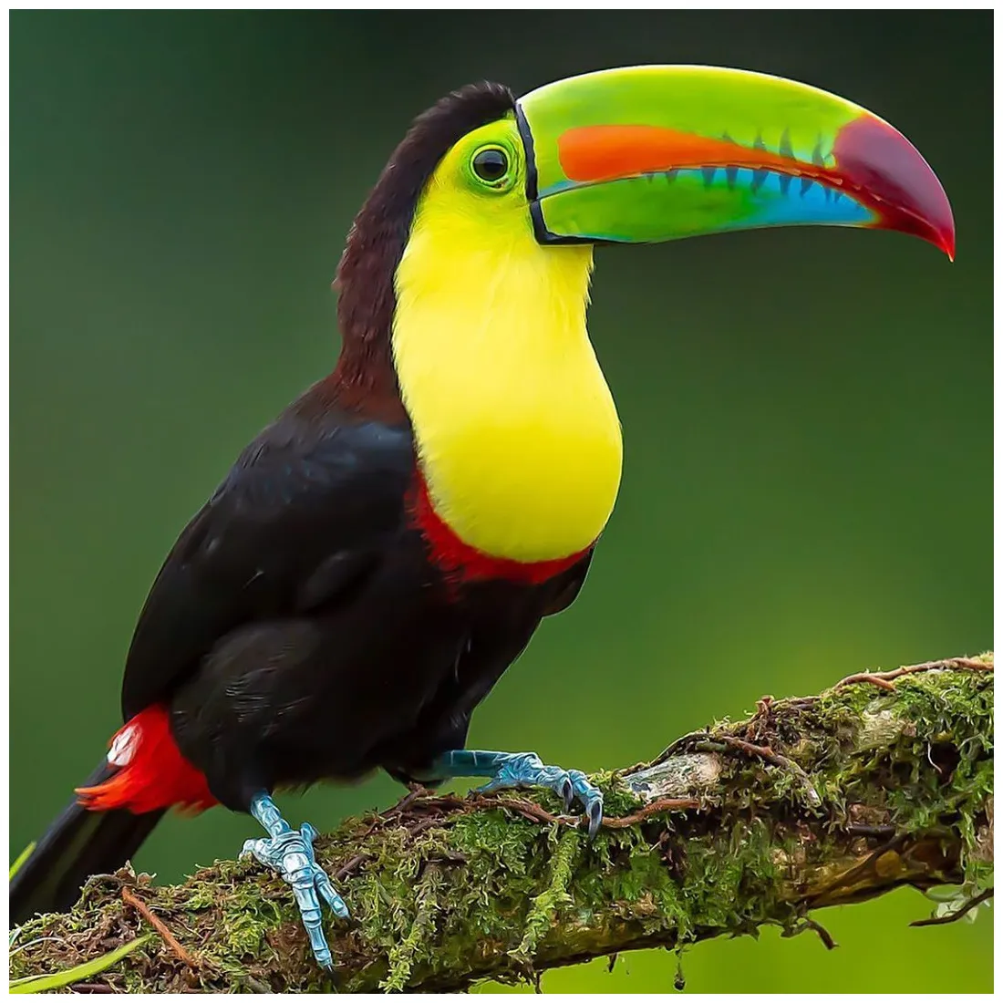Pictures of a toucan