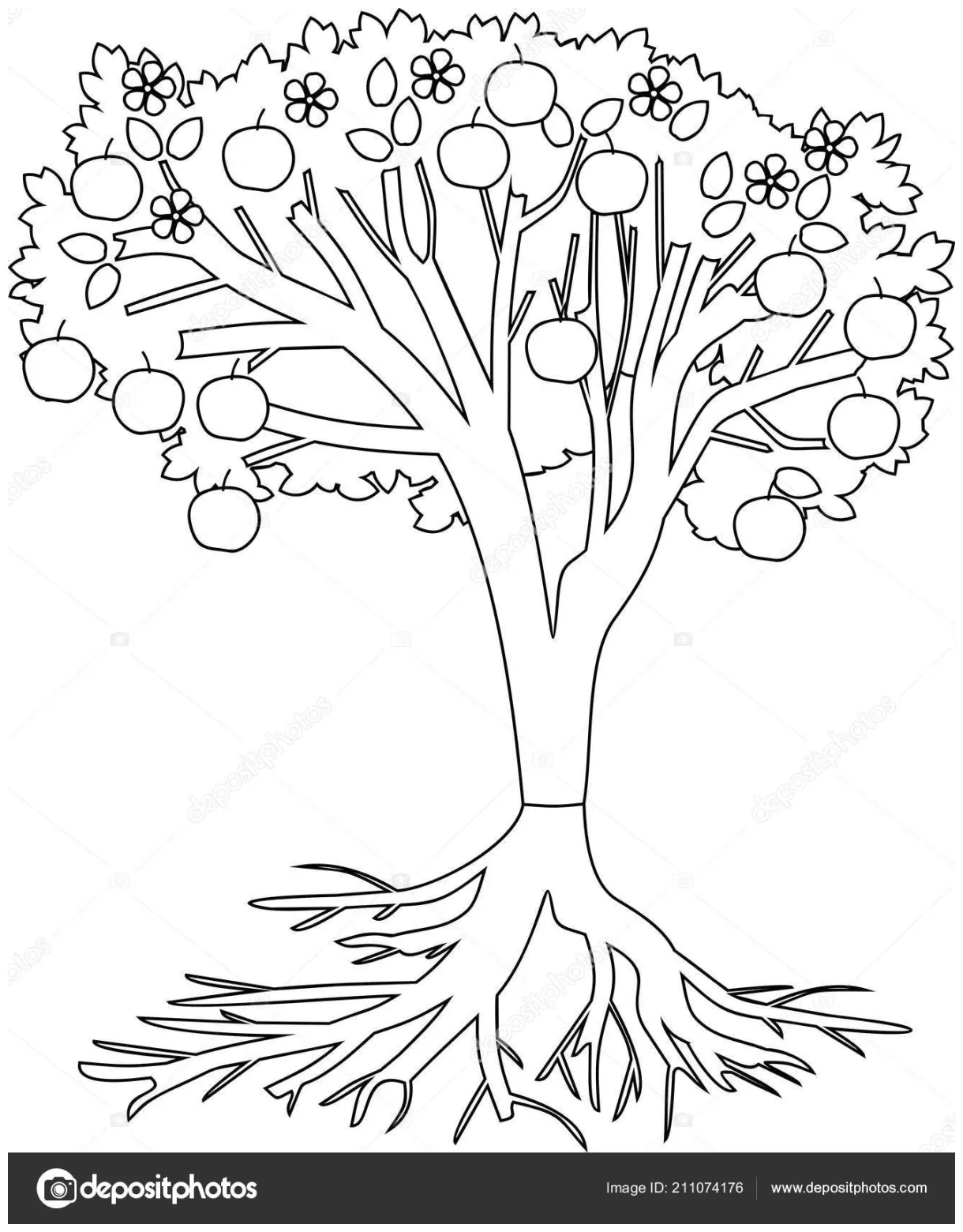 Coloring page apple tree root system fruits stock vector by ©mariaflaya