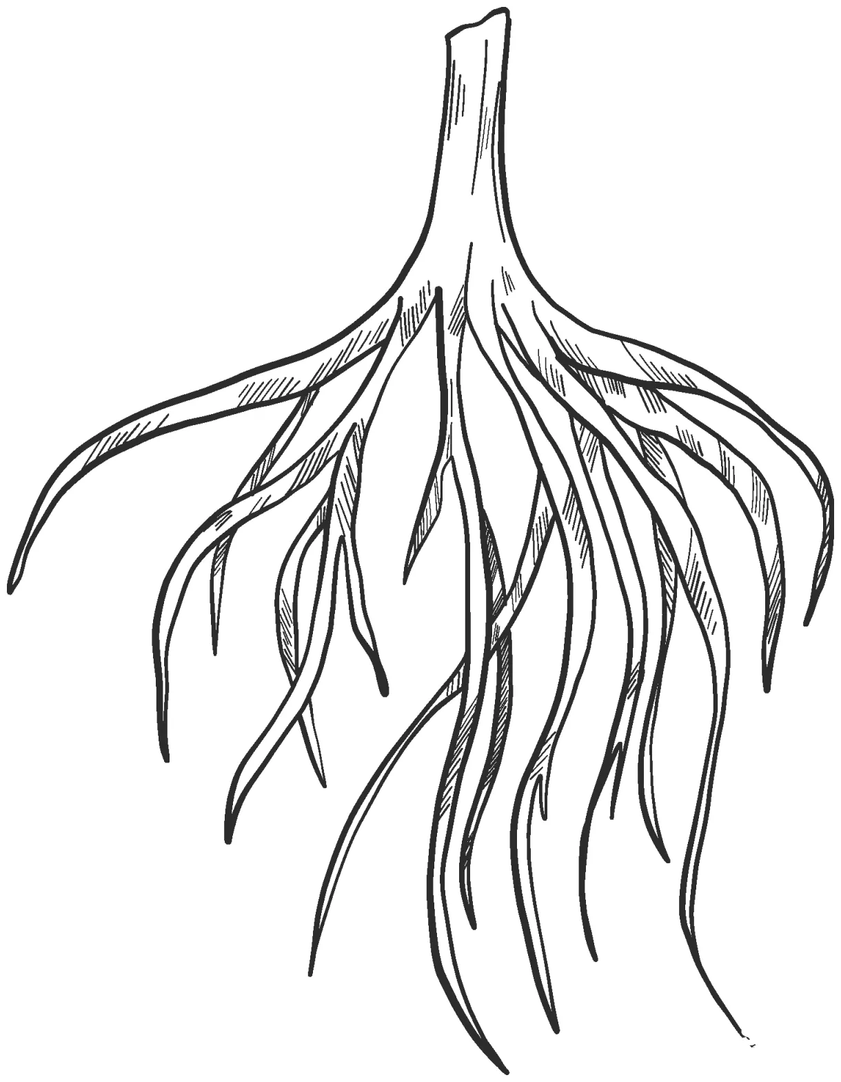 Tree roots coloring page colouringpages