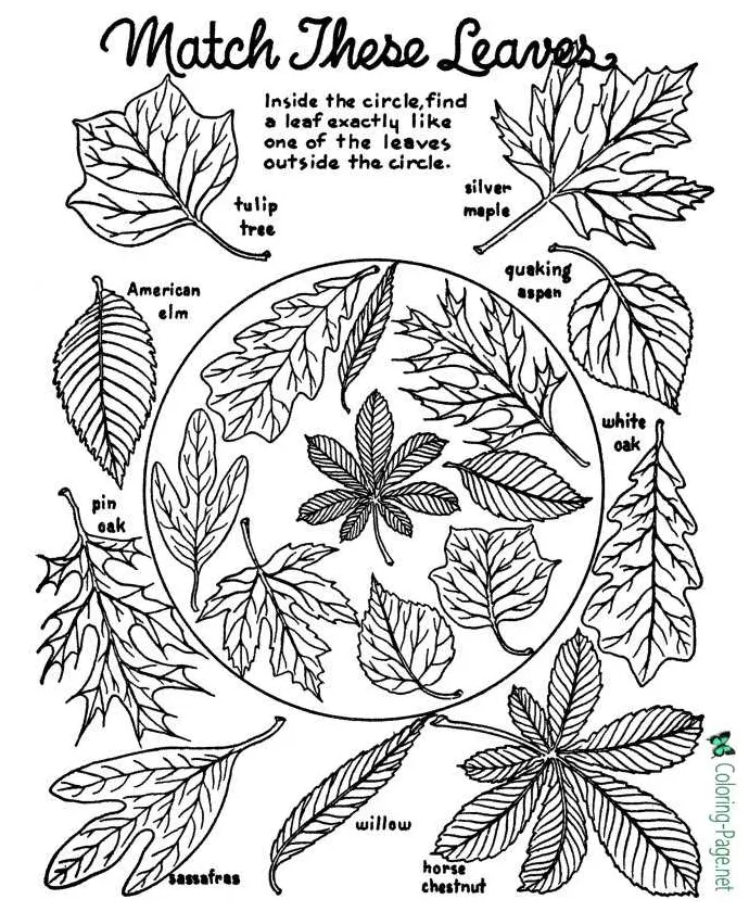 Tree leaves coloring pages leaf name worksheets