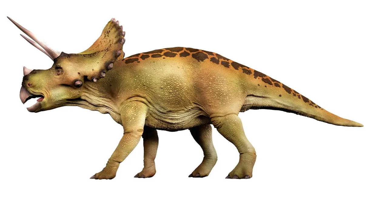 Triceratops triceratops facts dk find out