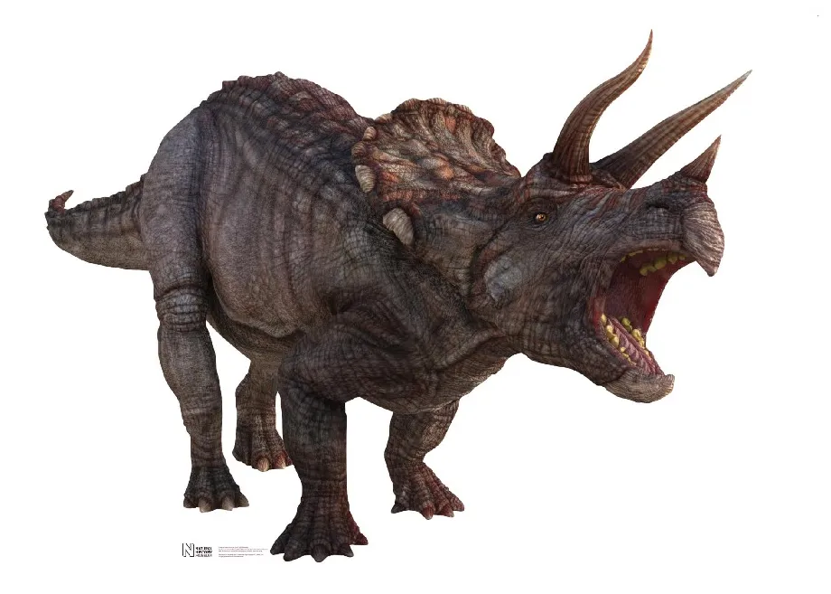Triceratops pictures & facts the dinosaur database