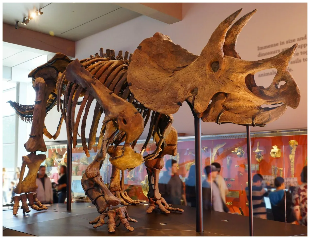 About triceratops fossilera