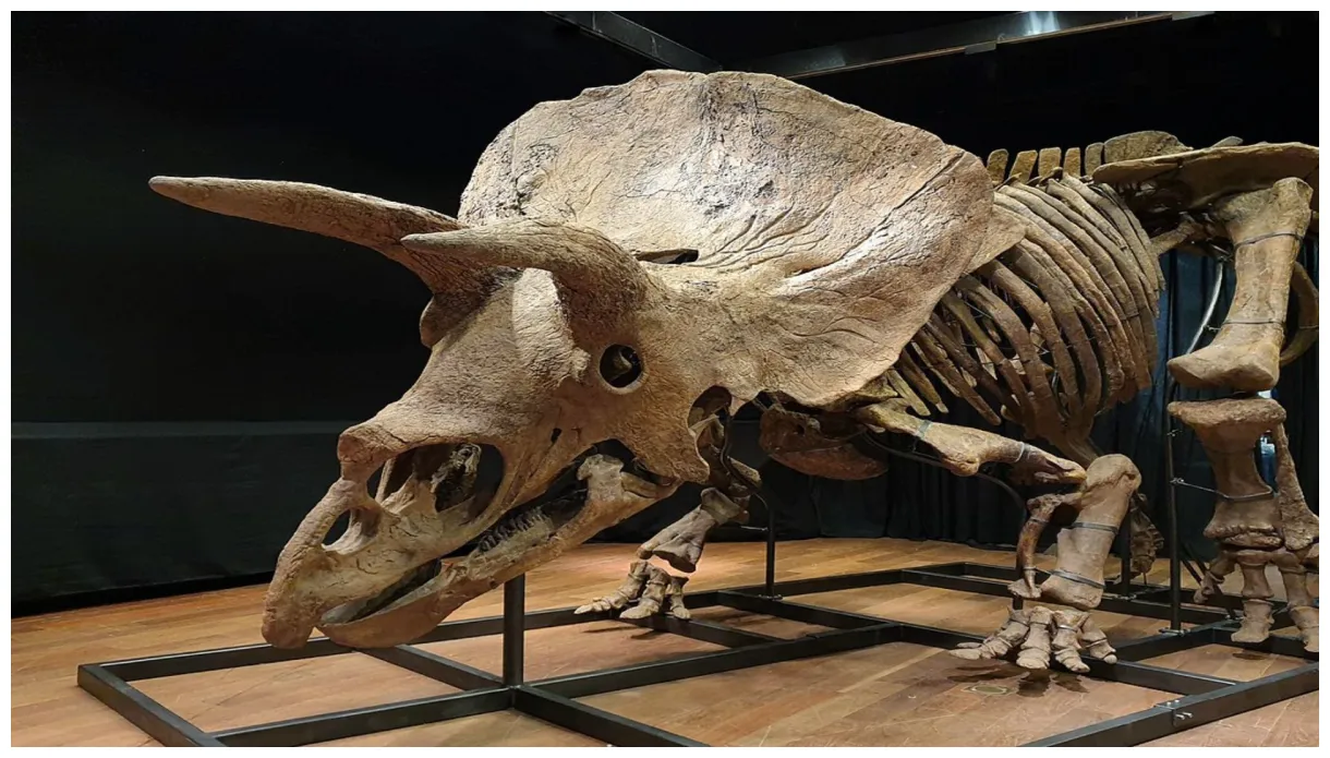 Triceratops interesting facts about the three-horned dinosaur