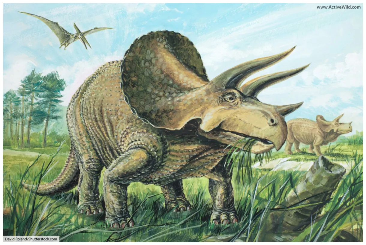 Triceratops facts for kids, students & adults information & pictures
