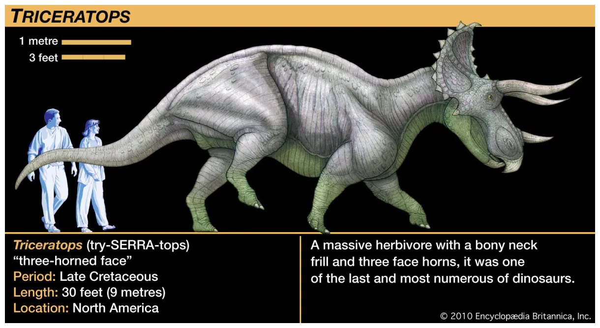 Triceratops description, size, fossil, diet, & facts britannica