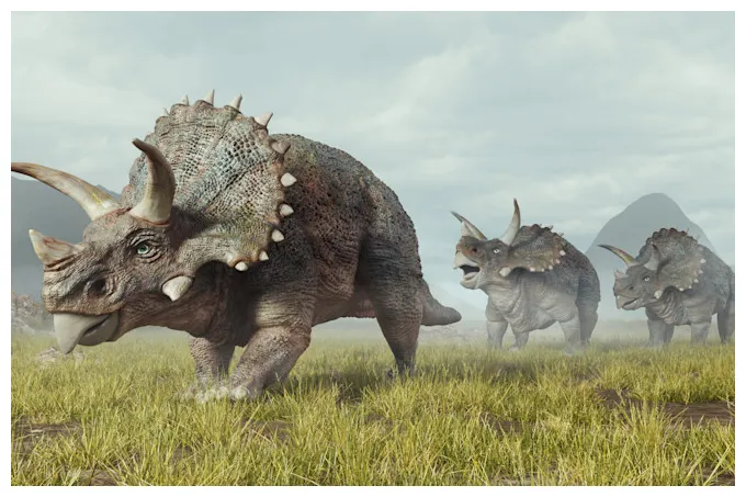 5 facts about triceratops horridus discover magazine