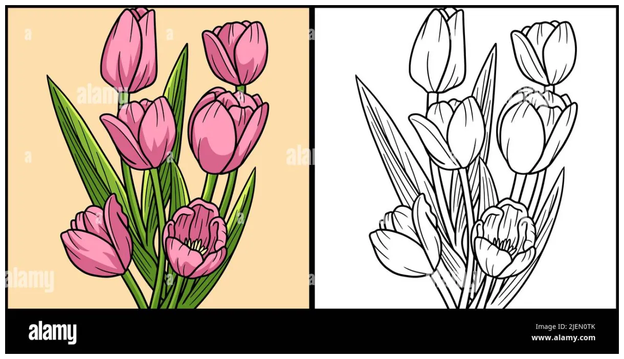 Tulip flower coloring page colored illustration stock vector