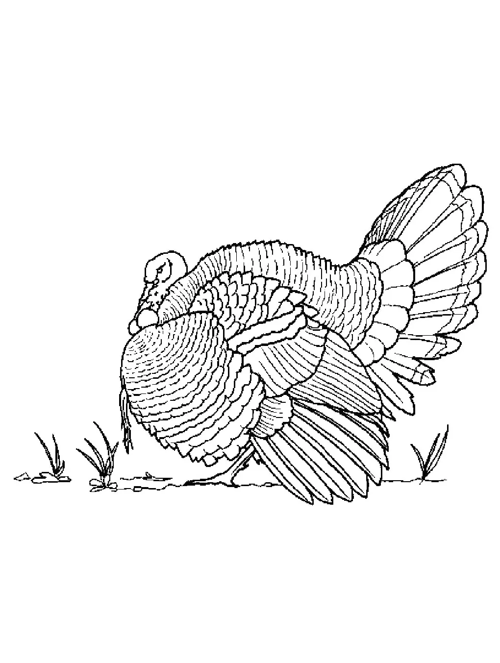 Turkey coloring page