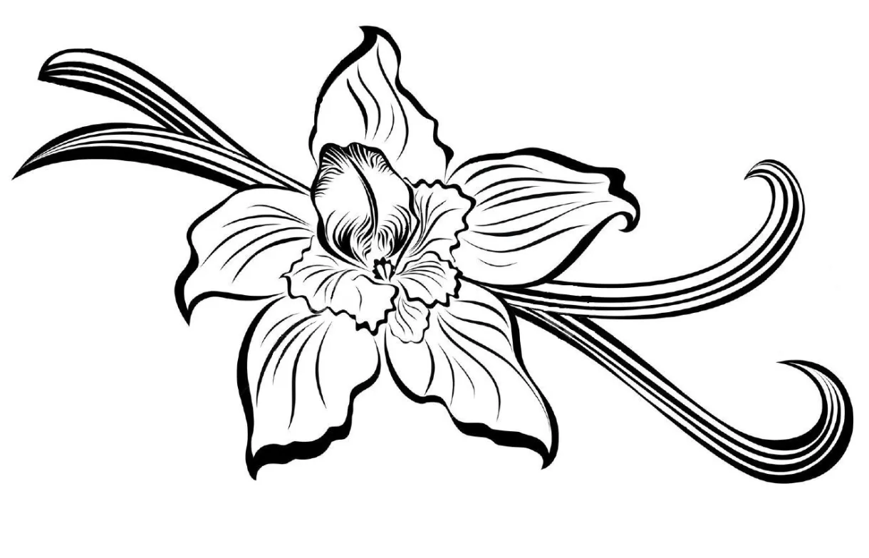 clipart vanilla bean 20 free Cliparts | Download images on Clipground 2025