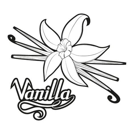Vanilla Bean Vector at Vectorified.com | Collection of Vanilla Bean
