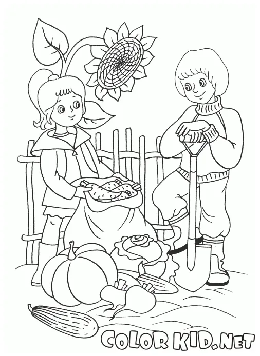 Coloring page harvest vegetables