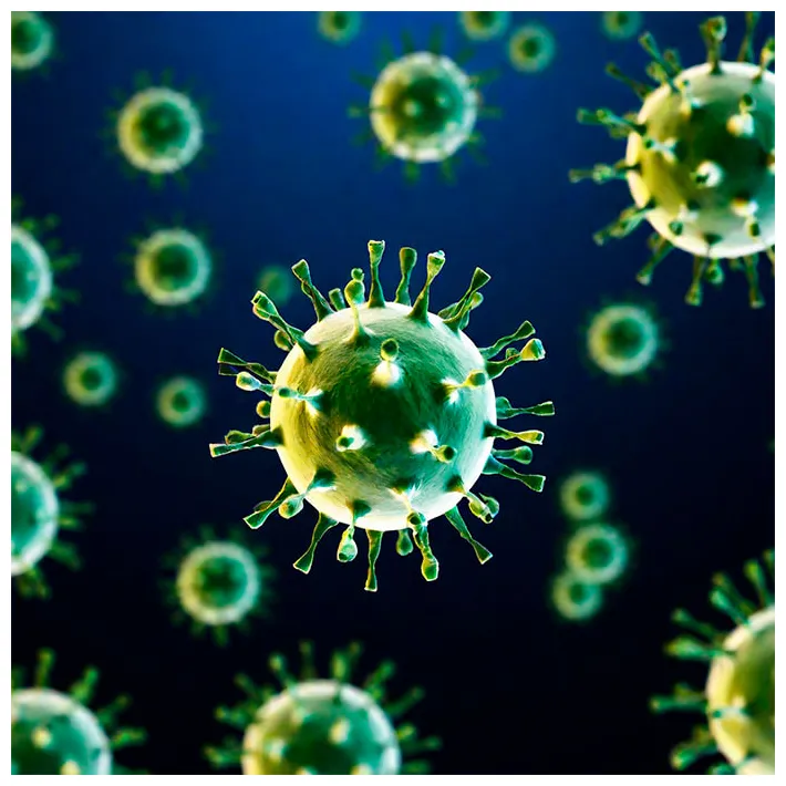 Coronavirus beim hund