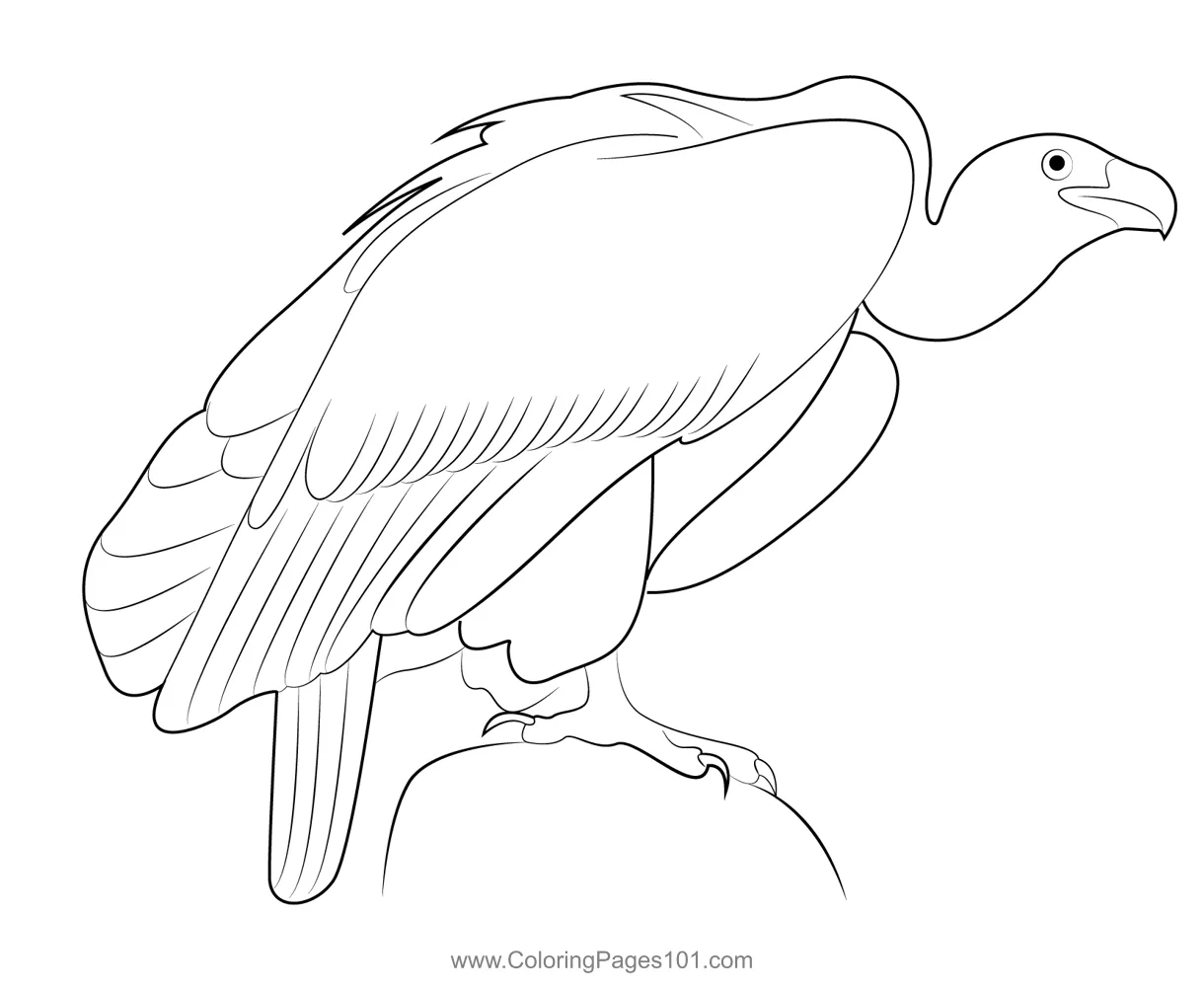 For kids free hawks and eagles printable