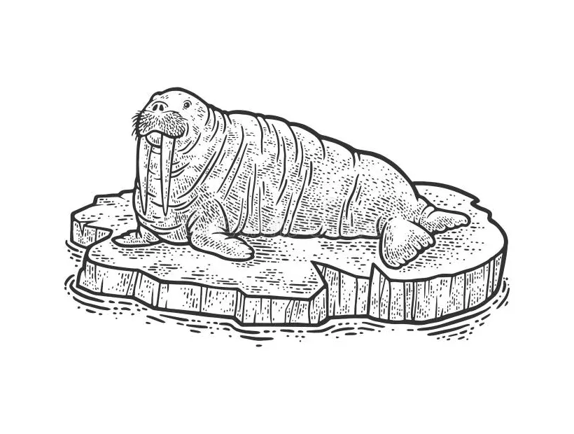 Walrus on ice floe sketch vector illustration stock vector