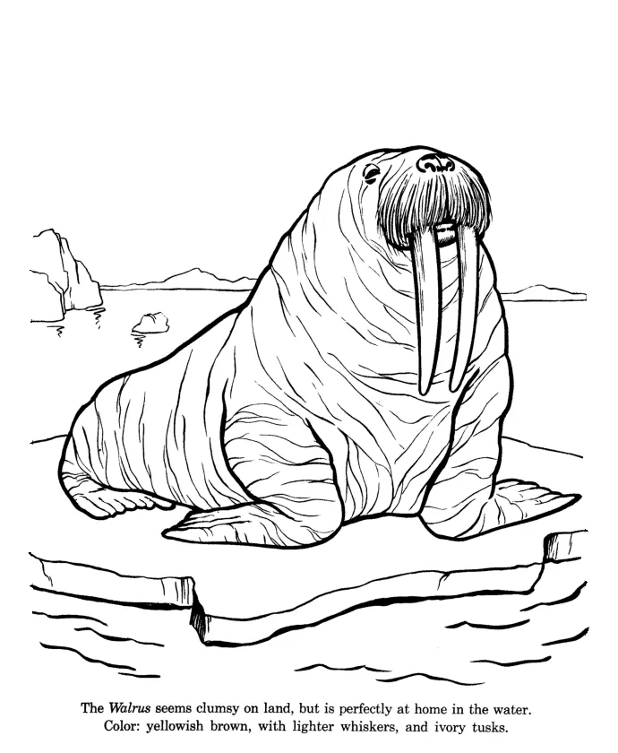 Walrus coloring page coloring home