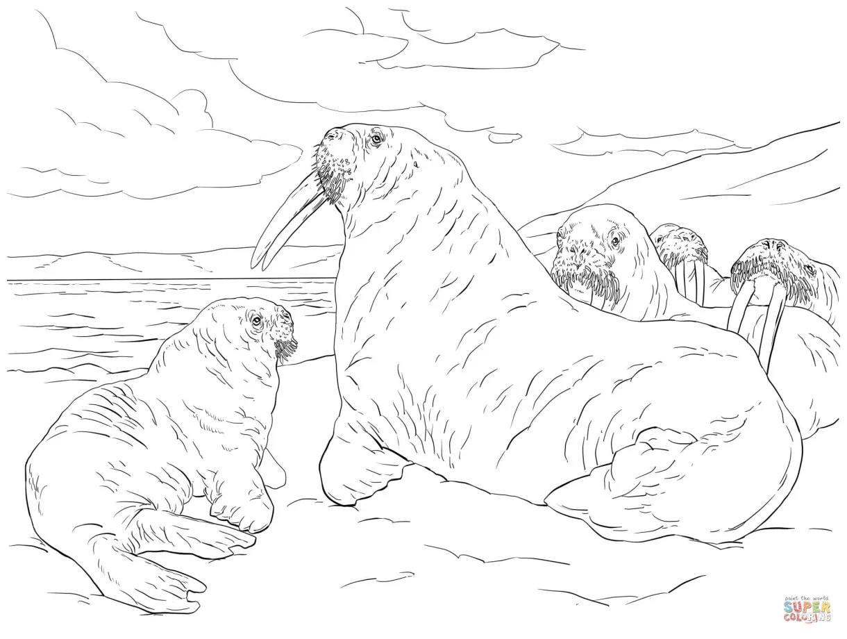 Walrus family coloring page free printable coloring pages