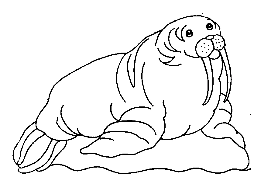 Walrus coloring page animals town animal color sheets walrus picture