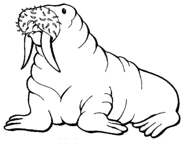 Majestic walrus with powerful tusks coloring page download, print or