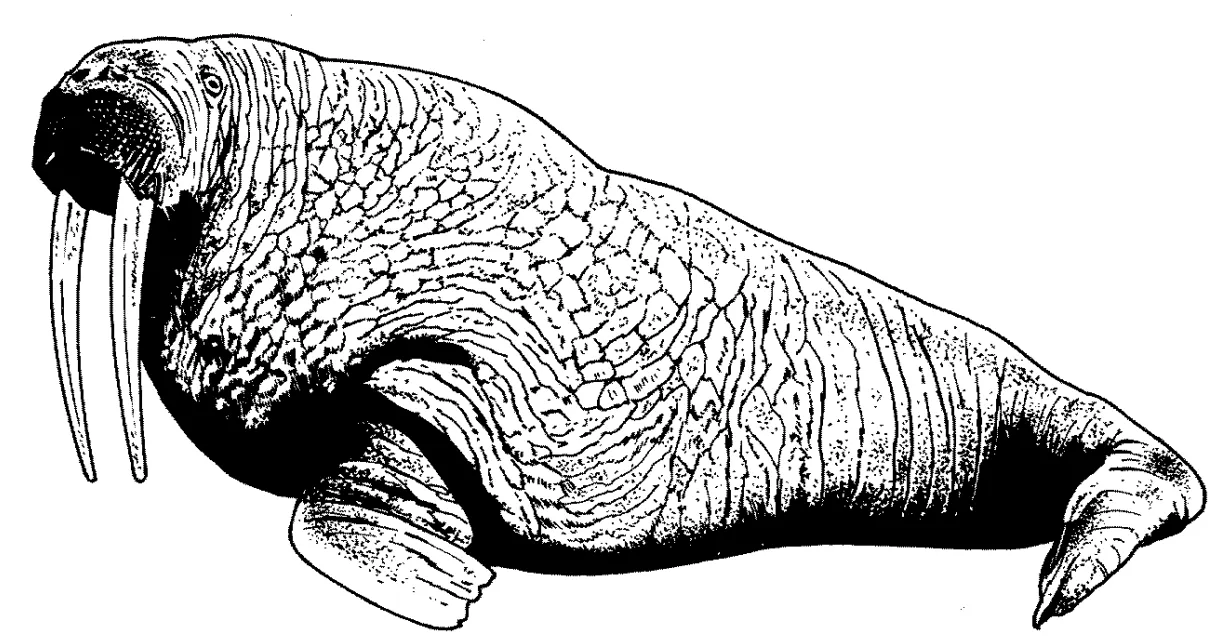 Free walrus coloring pages printable coloring page