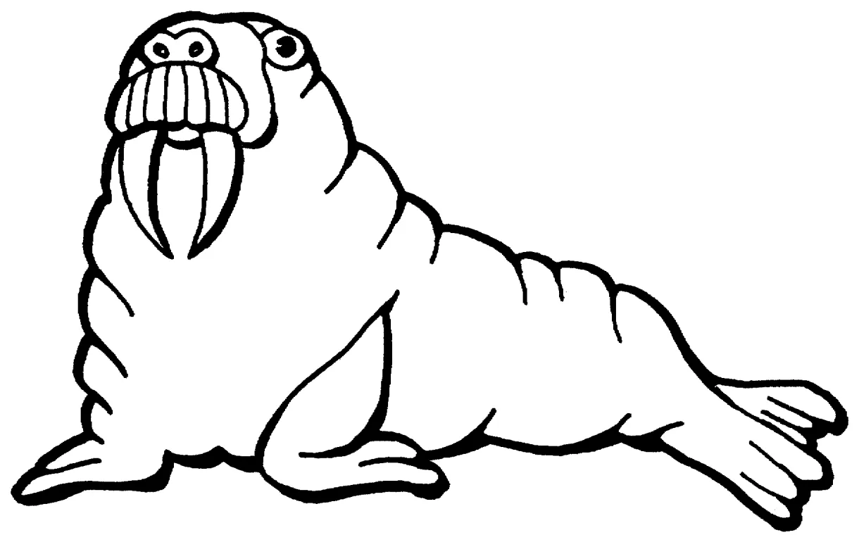 Free walrus coloring pages