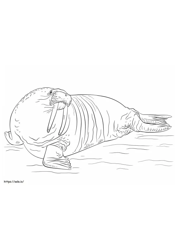 A walrus coloring page