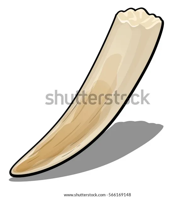 3,868 walrus and tusks s, s, 3d objects, & vectors