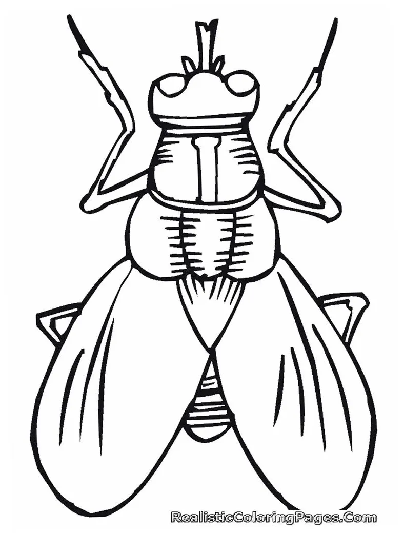 At getcolorings free printable colorings pages printable coloring page