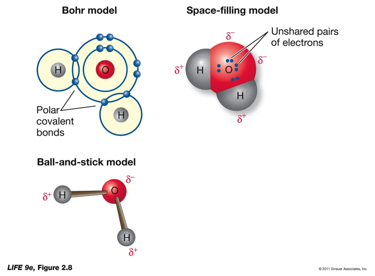 The biologs cape 1 water introduction to it's biochemistry printable coloring page
