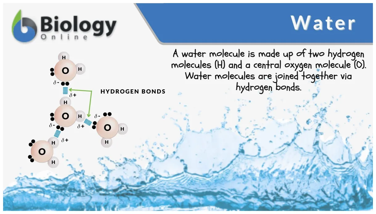 Water definition and examples biology online dictionary
