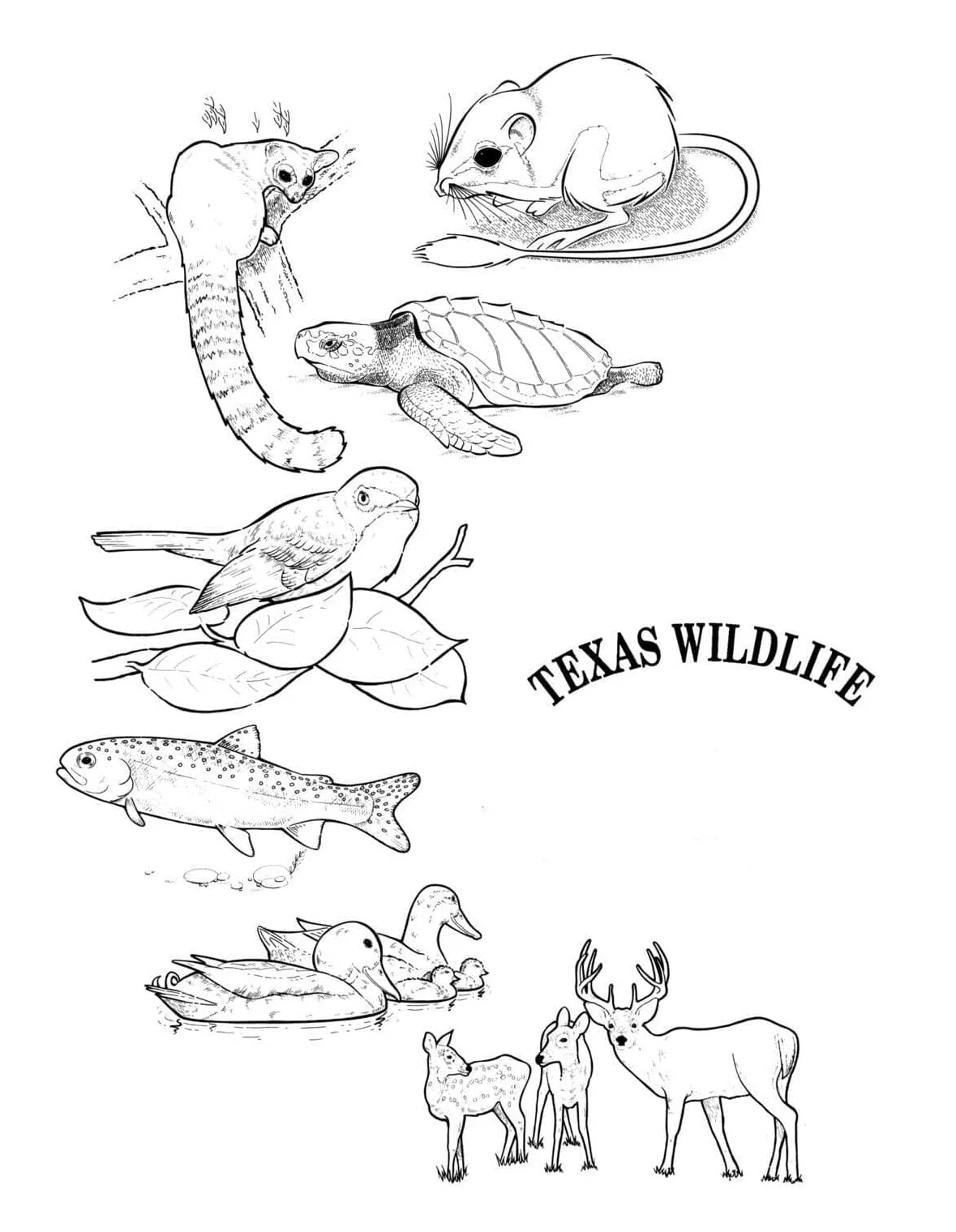 Texas download, print or color online for free
