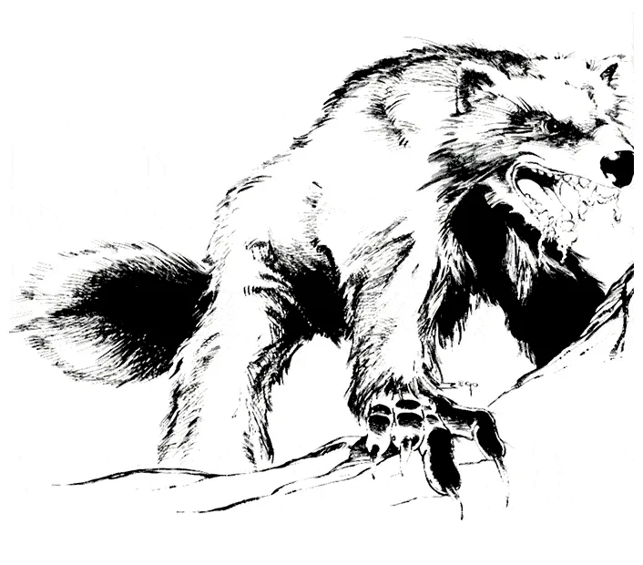 Wolverine coloring page - Animals Town - animals color sheet