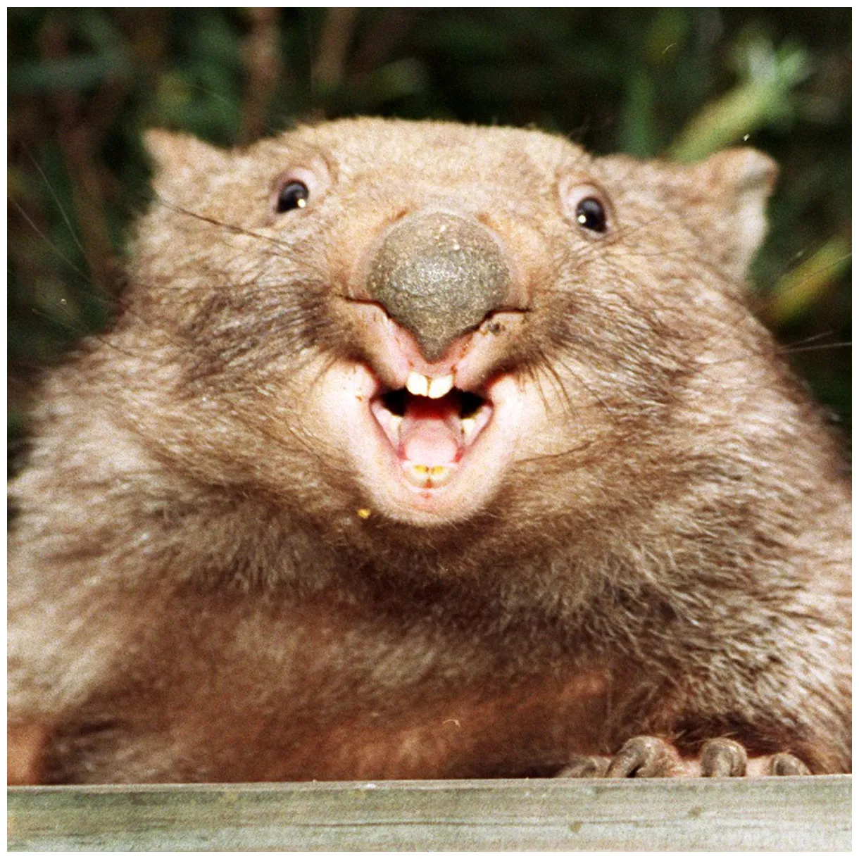 Wombat